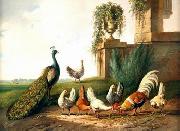 unknow artist Cocks and  Peafowl 060 oil painting reproduction
